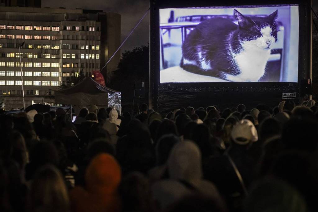 gatofest 2026 día del gato festival gratuito São Paulo