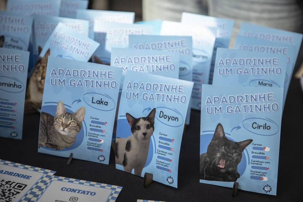 gatofest 2026 día del gato festival gratuito São Paulo