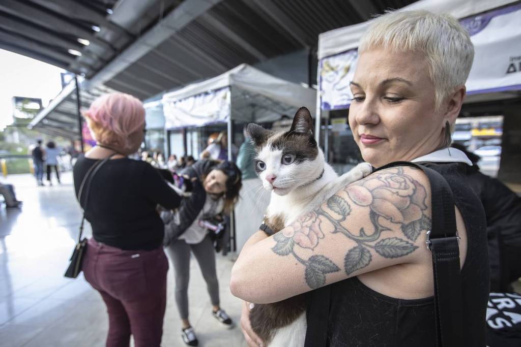 gatofest 2026 día del gato festival gratuito São Paulo