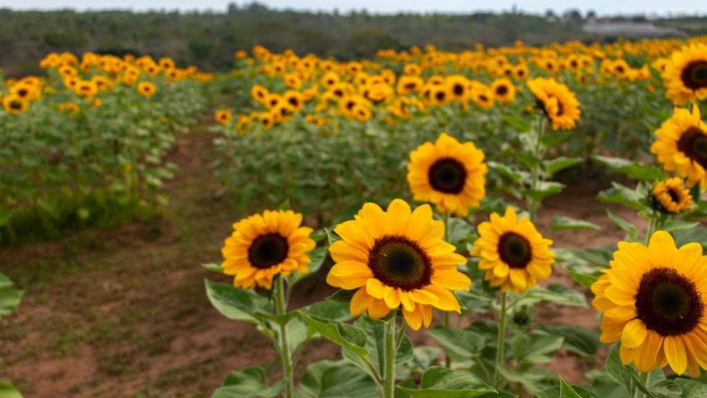 campos de flores en Holambra qué hacer en primavera de 2026 en São Paulo dónde ver flores