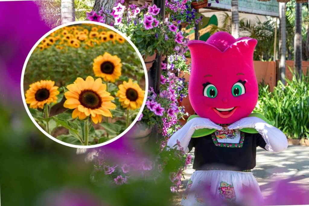 expoflora holambra 2026 feira de flores interior de são paulo