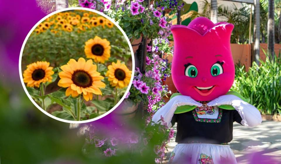 La mayor feria de flores de América Latina vuelve a Holambra, con un molino gigante, 45 000 girasoles y recetas inéditas