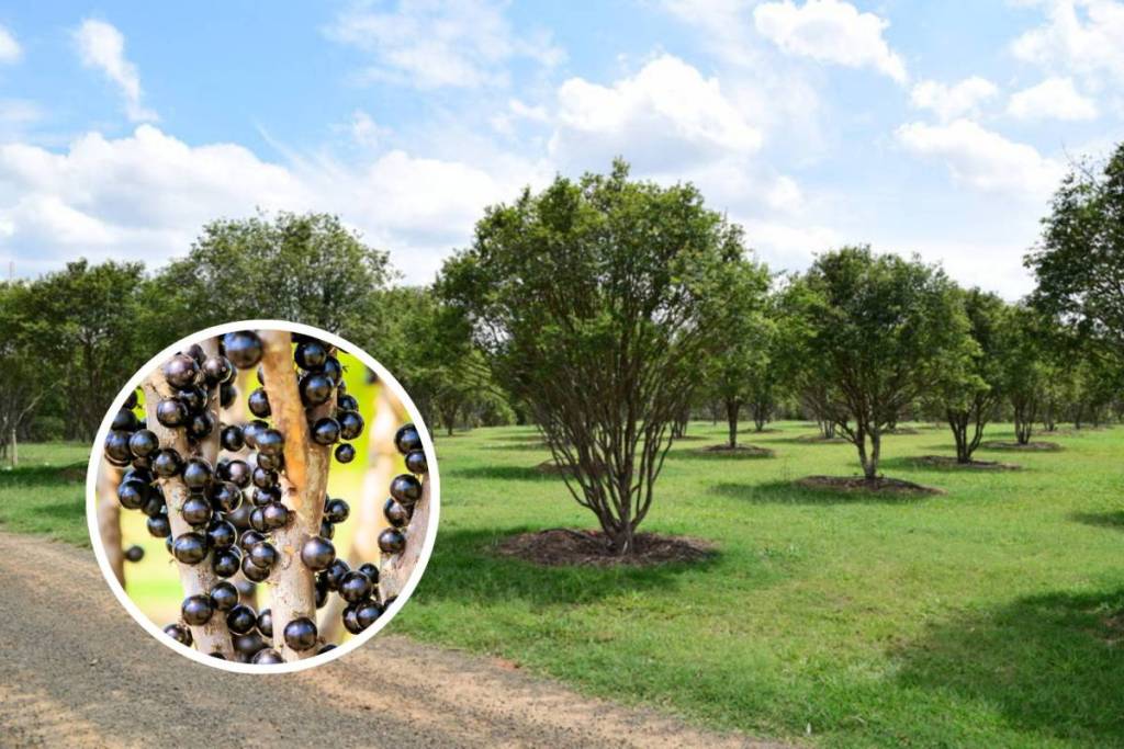 Jabuticaba season at Maeda Park in Itu, in the interior of São Paulo