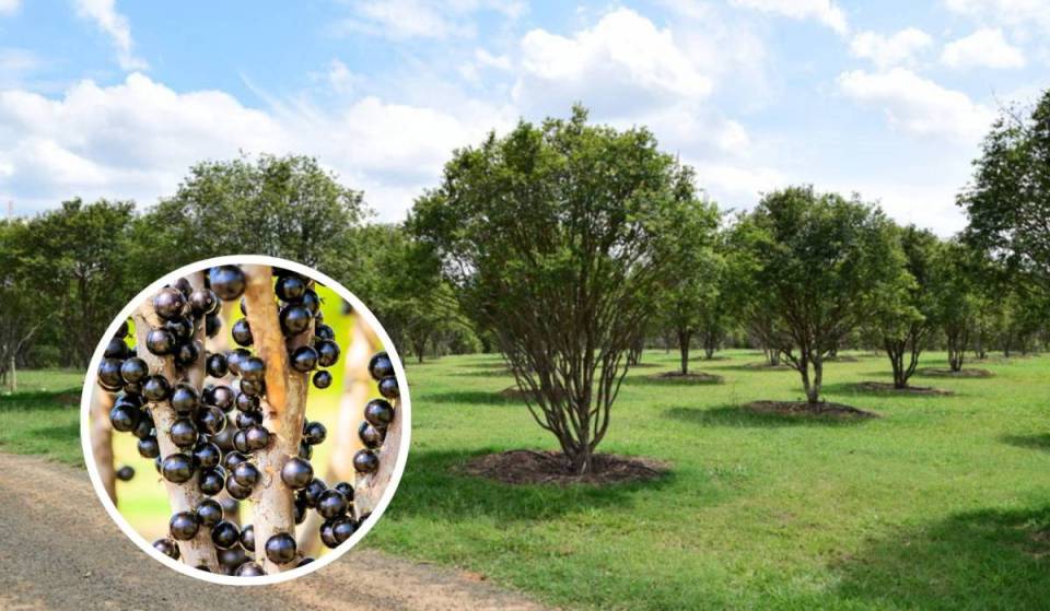 A poco más de una hora de São Paulo, el Parque Maeda te permite recoger todo lo que quieras de 700 árboles de jabuticaba por 25 reales los fines de semana