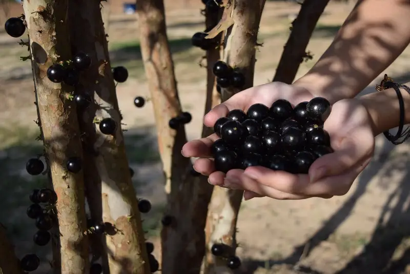 Jabuticaba season at Maeda Park in Itu, in the interior of São Paulo
