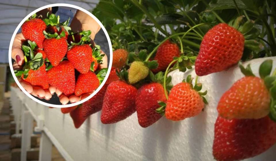 Com tour de R$ 5 e morangos direto do pé, “Capital do Morango” a 1h de SP atrai 100 mil turistas para colheita em estufas elevadas