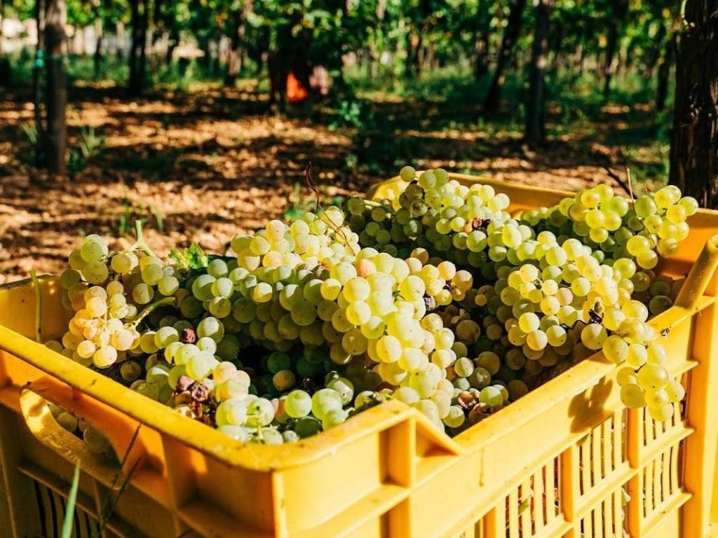 casa soncini vino blanco premiado bodega del interior de São Paulo