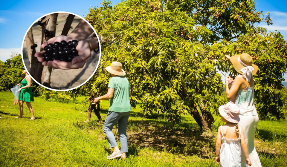 Guia de frutas no Parque Maeda: como funciona o passeio rural em Itu onde você pode colher e degustar mirtilos, morangos e jabuticabas direto da árvore