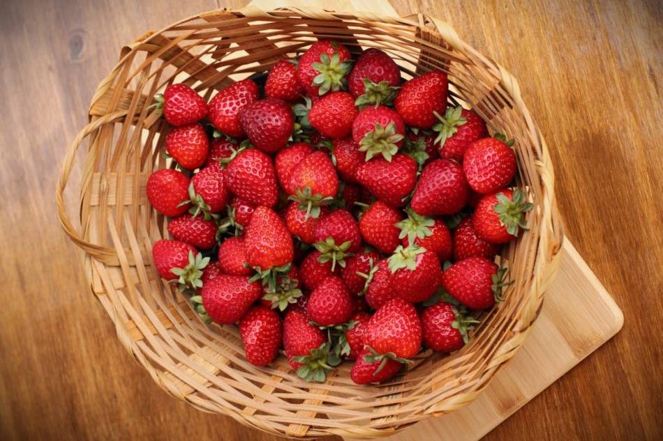 sítio fragole colheita de morangos interior sp