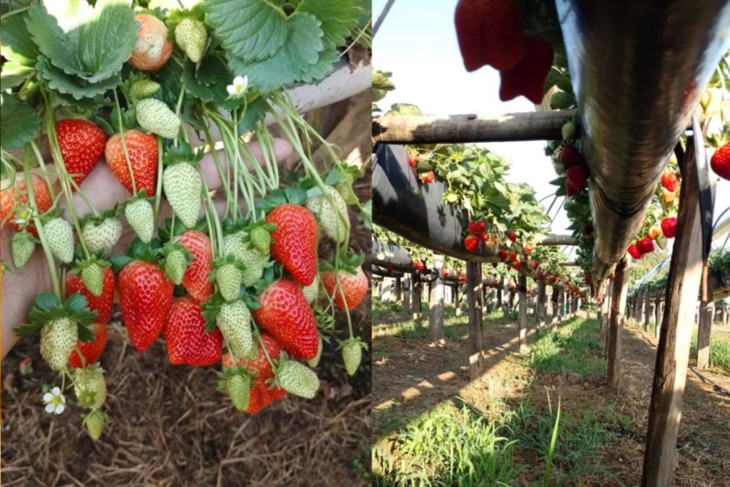 sítio fragole colheita de morangos interior sp