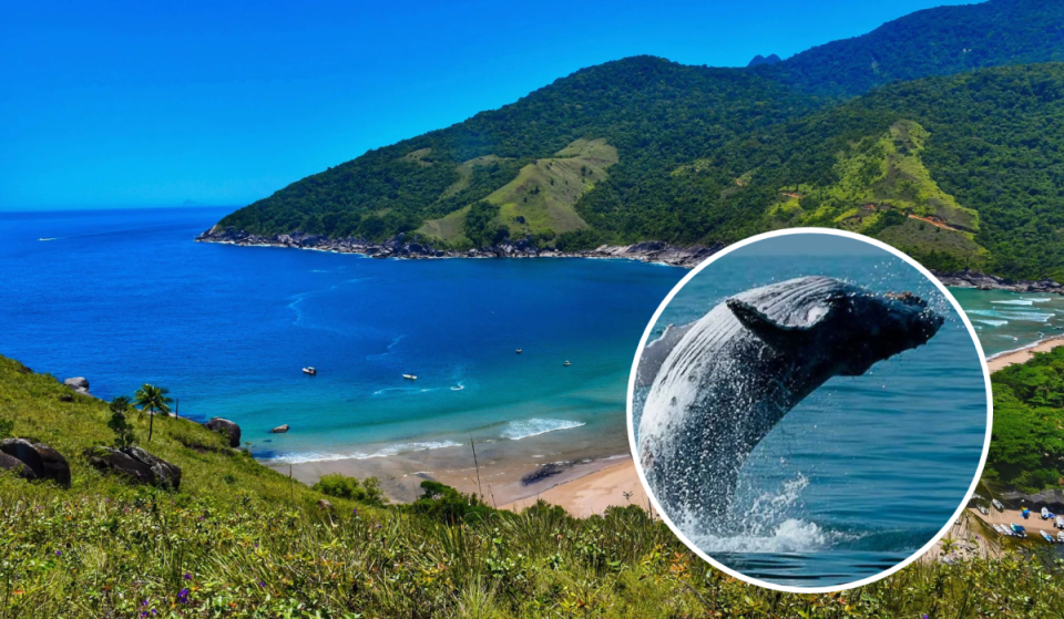 A cidade litorânea a menos de 3h de São Paulo que é a alternativa barata a Fernando de Noronha: praias cristalinas e avistamento de baleias