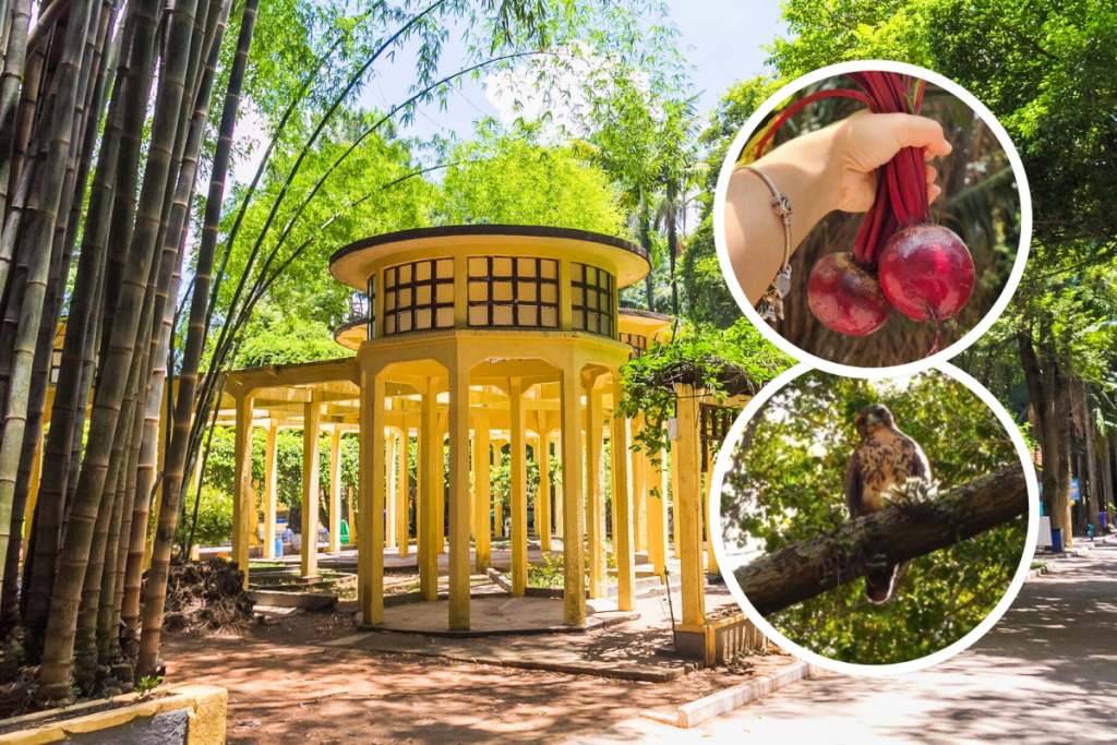 El Parque de Água Branca, un oasis rural situado en Barra Funda, en la zona oeste de São Paulo.