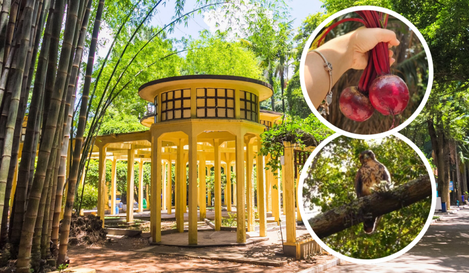 Entrada gratuita e clima de refúgio rural: o “oasis escondido” na zona oeste com trilhas, feira orgânica e pavões livres para fugir do estresse