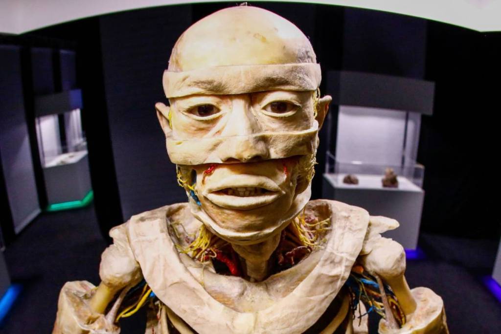 exposición del cuerpo humano en São Paulo Human Bodies