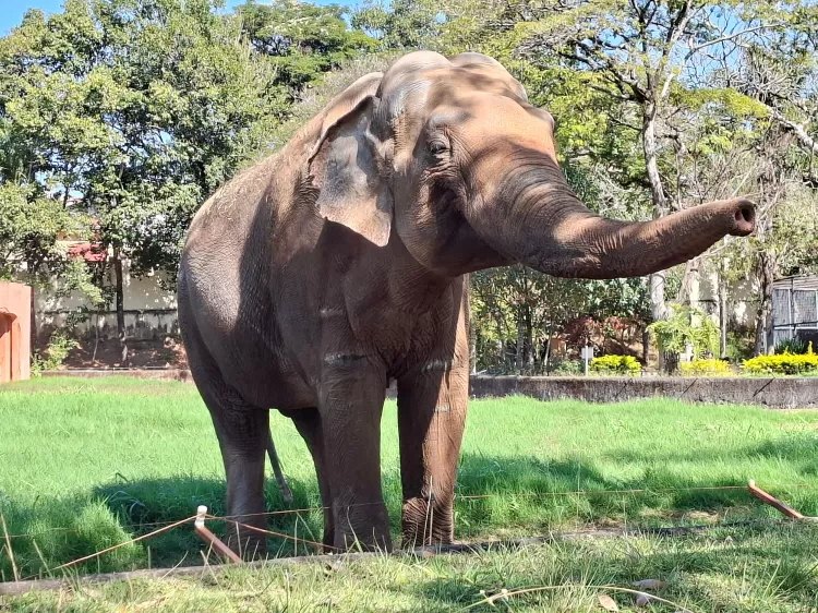 Elefante Sandro zoologico de sorocaba santuário de elefantes brasil disputa judicial sp