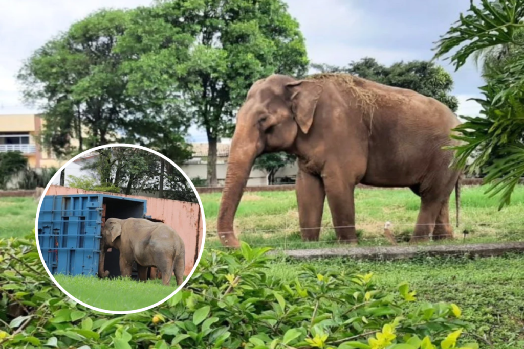 Elefante Sandro zoologico de sorocaba santuário de elefantes brasil disputa judicial sp
