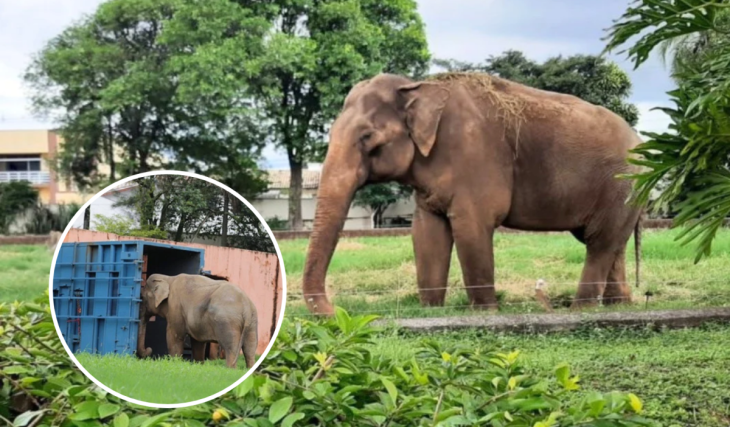 Após 44 anos no Zoo de Sorocaba, elefante Sandro viaja 1,6 mil km em caixa de 10 toneladas e encerra disputa judicial