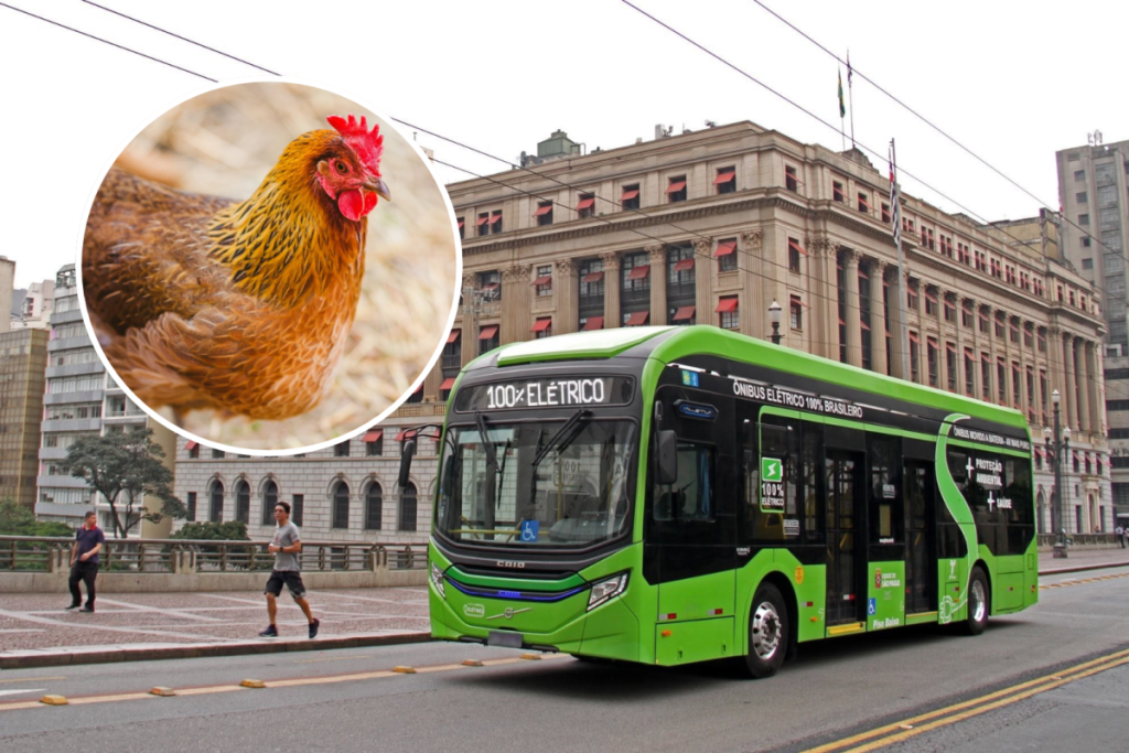 los autobuses en São Paulo son más lentos que las gallinas, transporte público, BRT