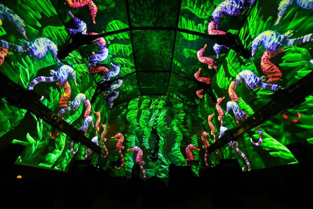 Foto: Jonathan Imhof/Pixel Zoo Ocean