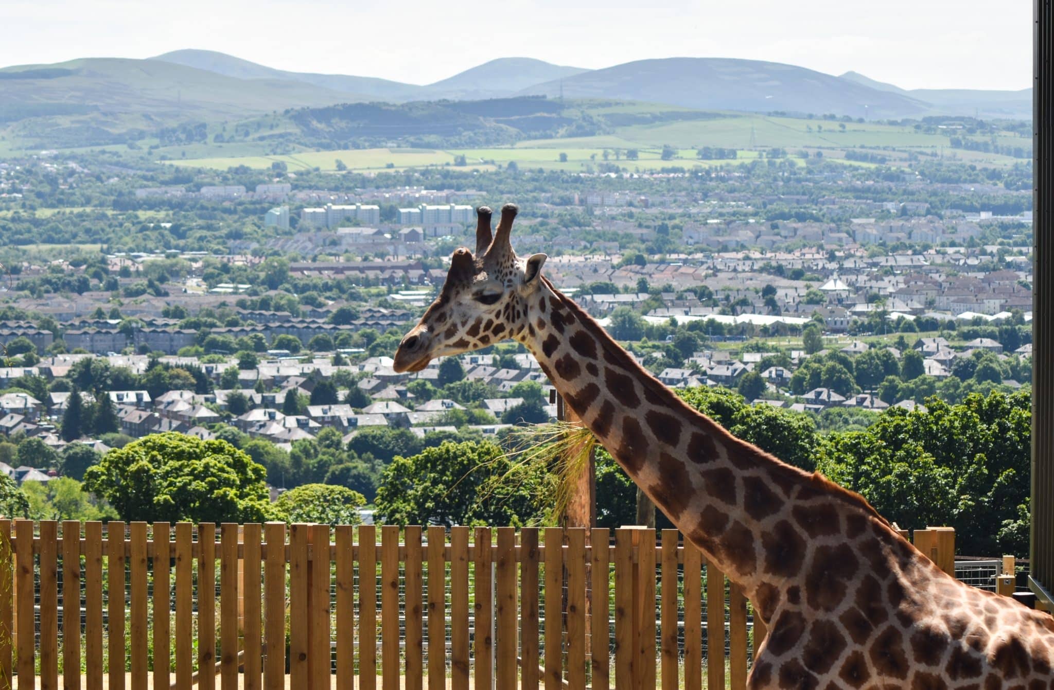 Edinburgh Zoo Has Launched A Live Giraffe Cam