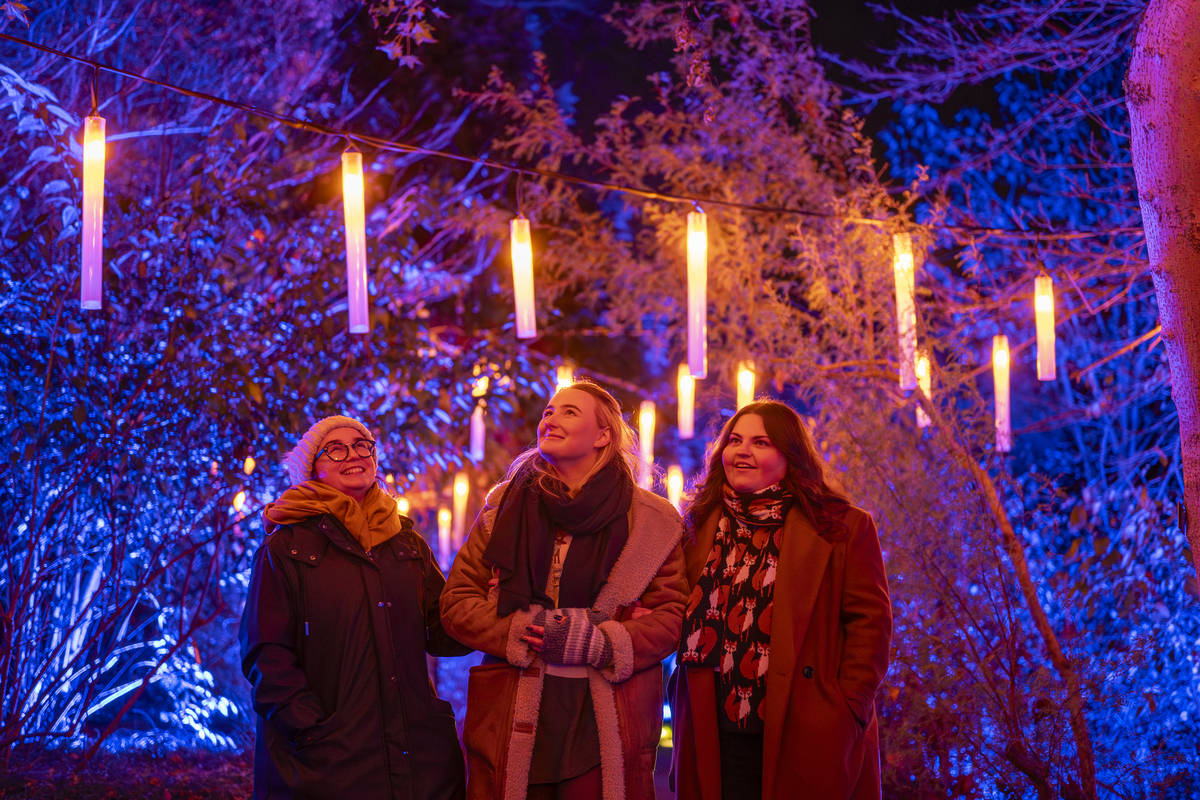 christmas at the botanics edinburgh