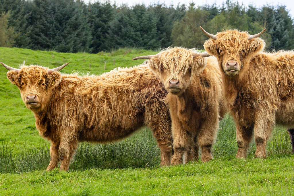 weird scottish laws