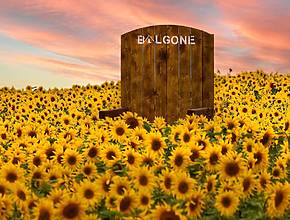 This Scottish Farm An Hour From Edinburgh Is Hosting A Stunning Sunflower Trail Where You Can Pick Your Own Flowers &#8211; And It&#8217;s Opening Soon