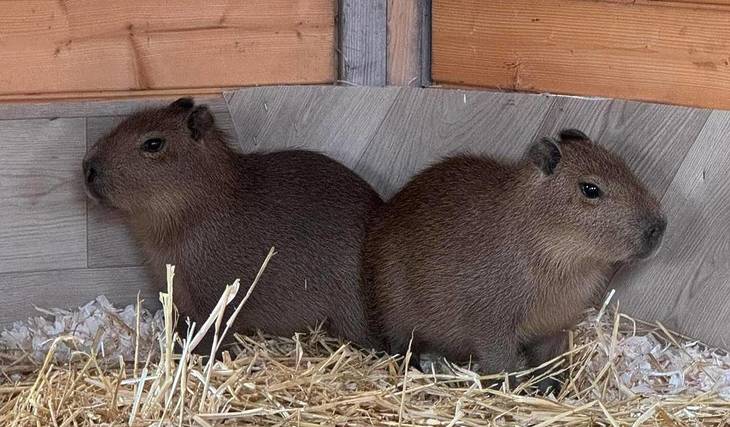 Forget Edinburgh Zoo &#8211; This Is The Only Other Place In Scotland Where You Can See Capybaras An Hour From Edinburgh