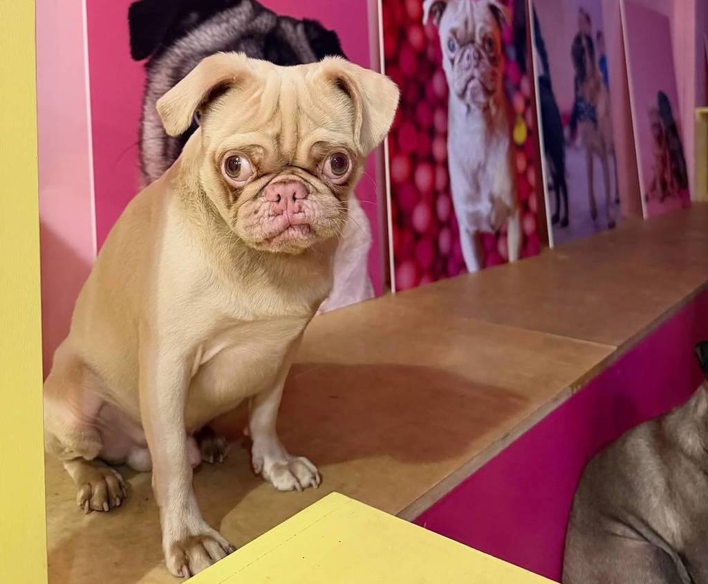 there-is-an-adorable-permanent-pug-cafe-in-edinburgh-where-you-can-pet