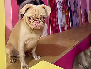 There Is An Adorable Permanent Pug Cafe In Edinburgh Where You Can Pet And Play With Dogs – And Some Of Them Are Up For Adoption