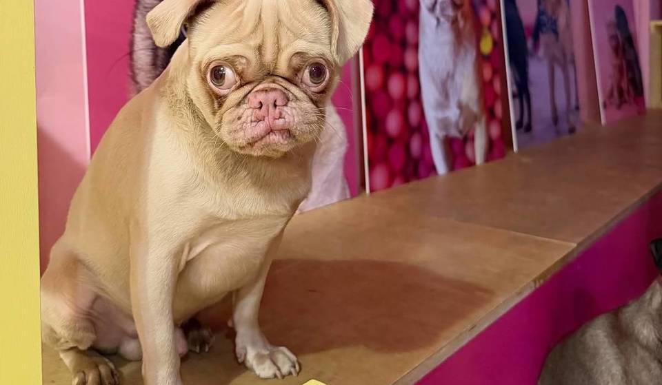 There Is An Adorable Permanent Pug Cafe In Edinburgh Where You Can Pet And Play With Dogs – And Some Of Them Are Up For Adoption