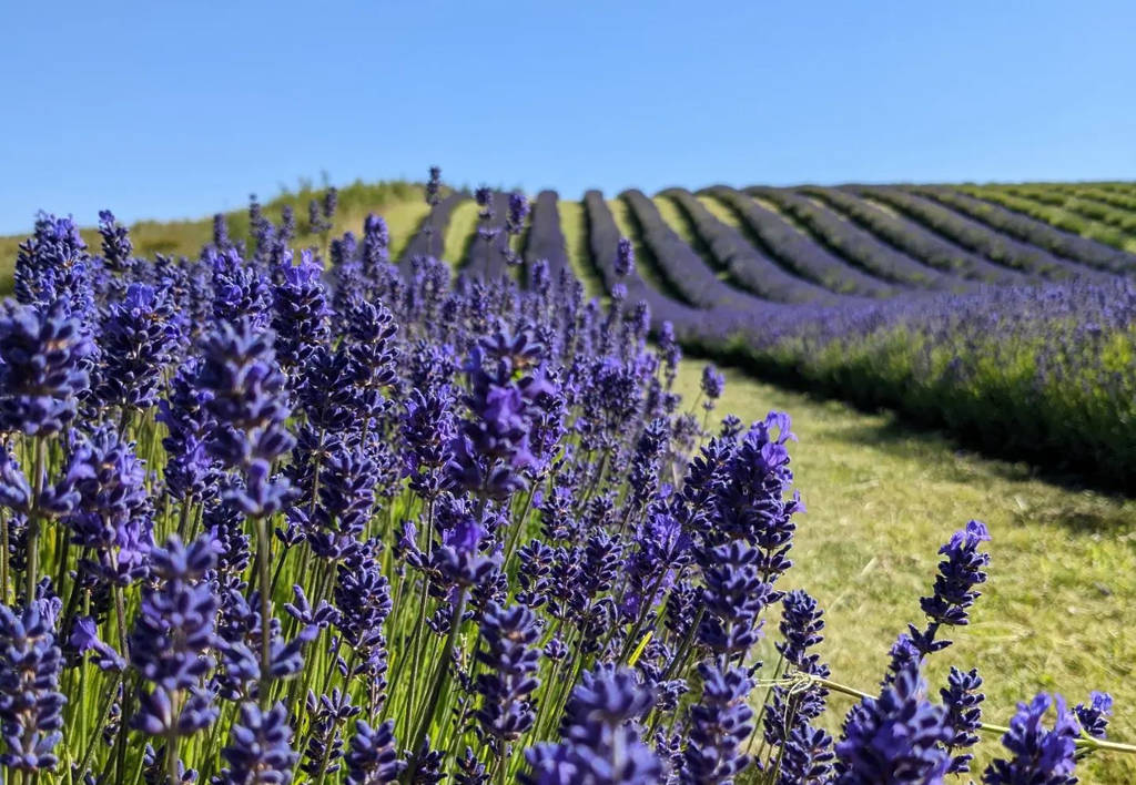 These Scottish lavender fields an hour from Edinburgh offer an otherworldly day trip – the exact opening dates for summer 2026