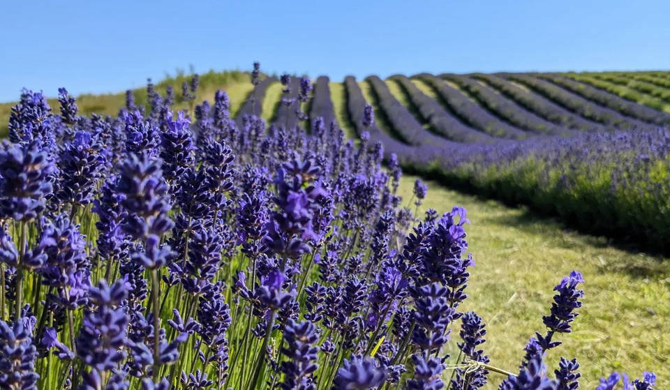 These Scottish lavender fields an hour from Edinburgh offer an otherworldly day trip – the exact opening dates for summer 2026