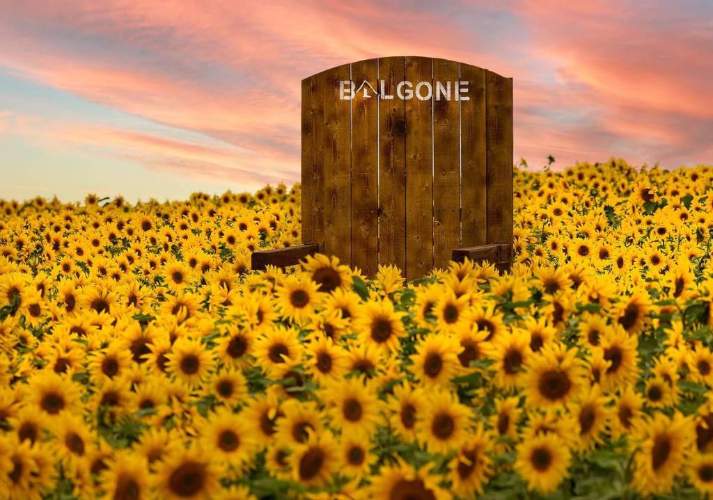 This Scottish farm half an hour from Edinburgh is hosting a massive sunflower trail – and it’s opening this weekend