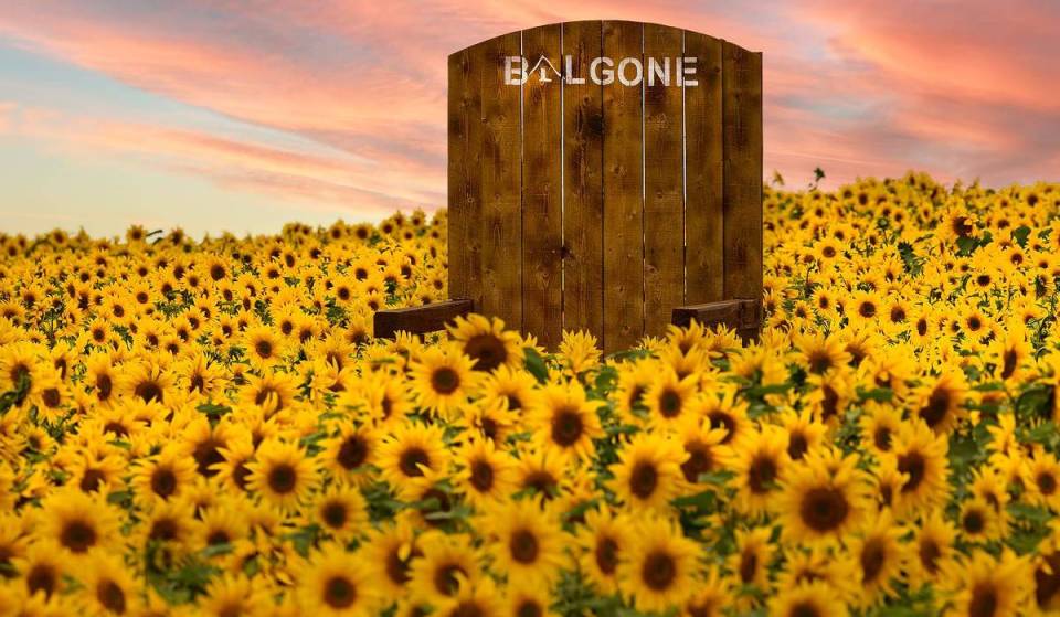 This Scottish farm half an hour from Edinburgh is hosting a massive sunflower trail – and it’s opening this weekend
