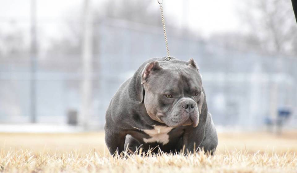 Scotland’s first XL bully sanctuary has officially opened its doors after receiving animal welfare licence