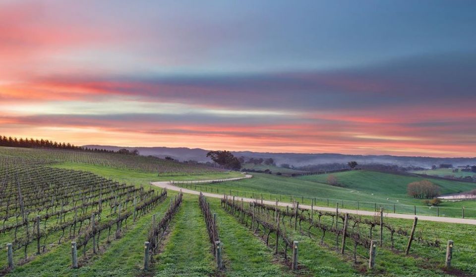 9 Wineries And Cellar Doors In The Adelaide Hills To Experience The Best Of The Region