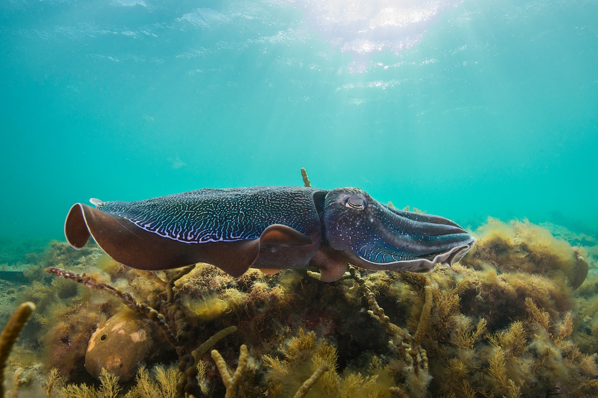 Cuttlefish Season Has Kicked Off And Here's Where You Can Catch Them
