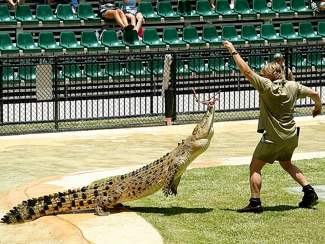 steve irwin feeding a crocodile