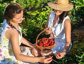 Puedes recoger fresas en esta preciosa granja cerca de Ámsterdam