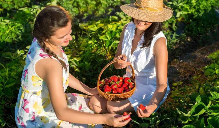 You Can Pick Strawberries At This Beautiful Farm Near Amsterdam