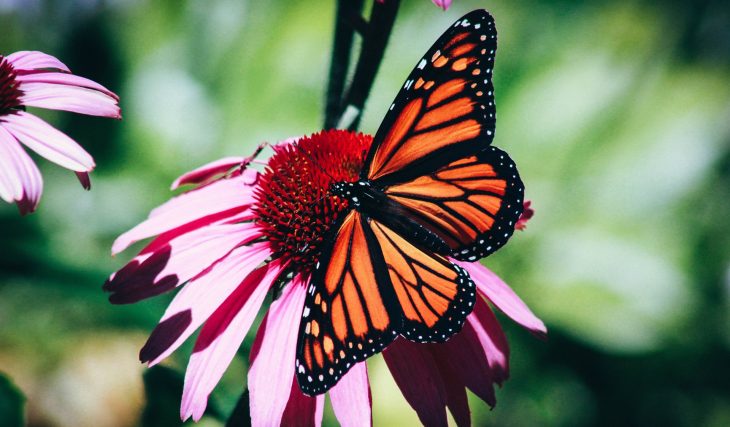 The Weather Has Caused A Huge Boom In The Netherlands’ Butterfly Populations