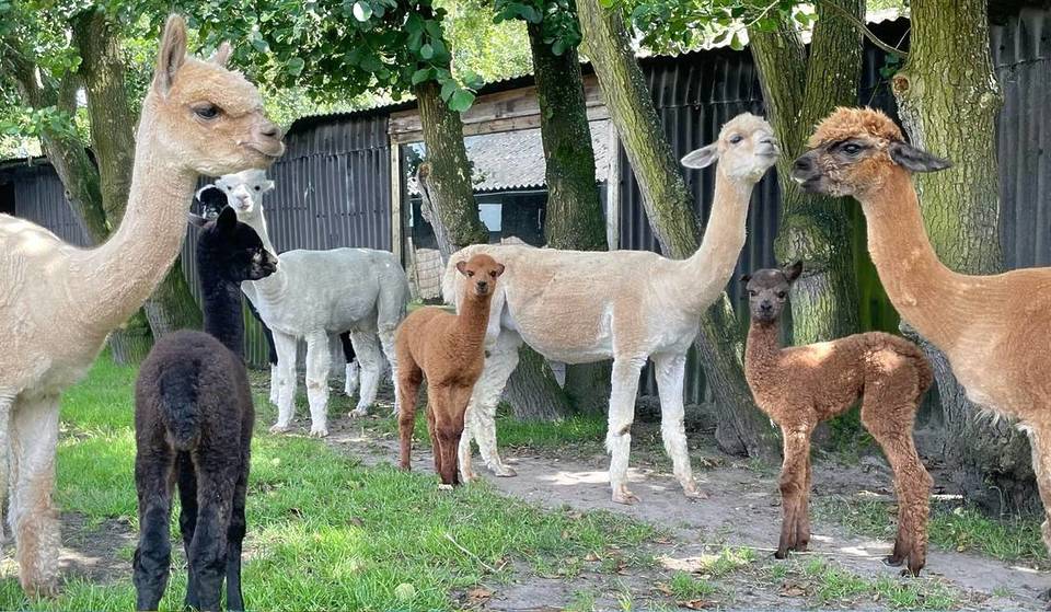 Disfruta de un té de la tarde con alpacas en esta Alpaca Eco Farm cerca de Ámsterdam