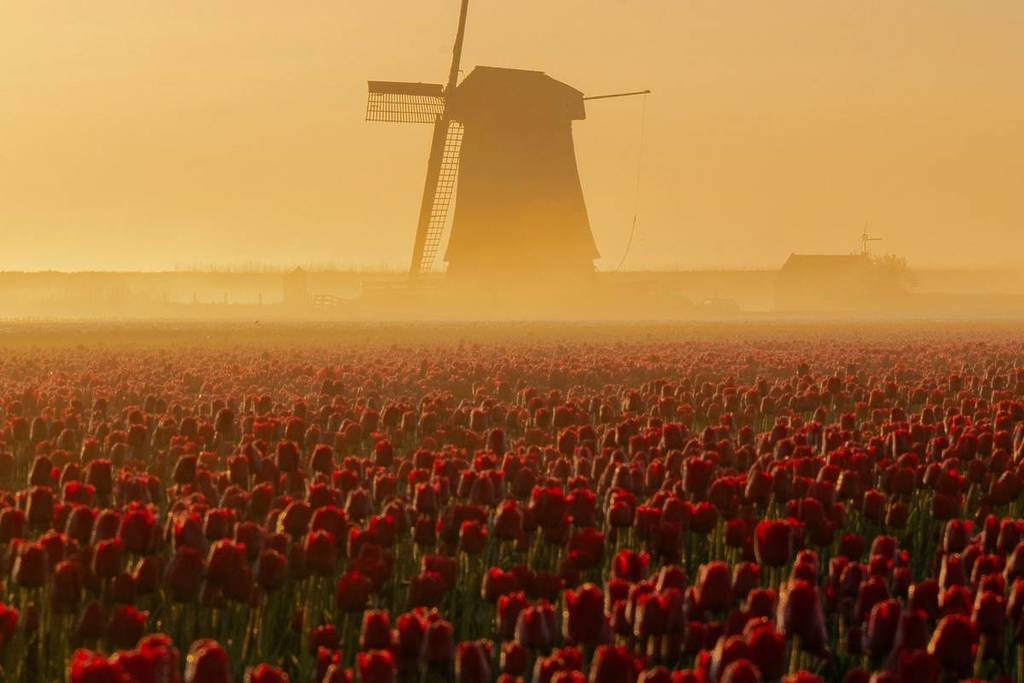 Campos de flores cerca de Ámsterdam.