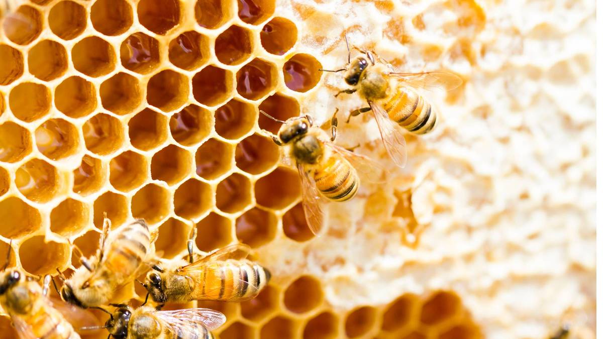 beekeeping