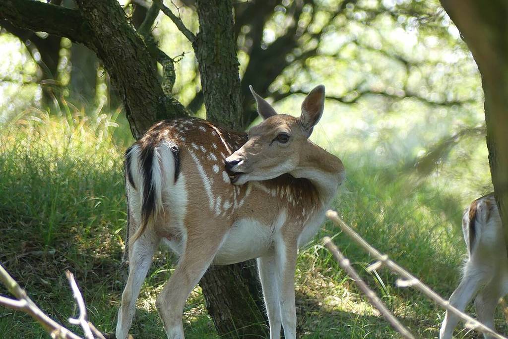 Un gamo de pelaje marrón claro y moteado que se encuentra a la sombra de los árboles y gira la cabeza hacia atrás para acicalarse el pelaje.