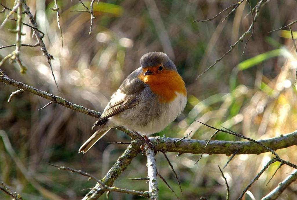 Primer plano de un pequeño petirrojo con el pecho de un naranja intenso, descansando en una delgada rama de árbol en el bosque.