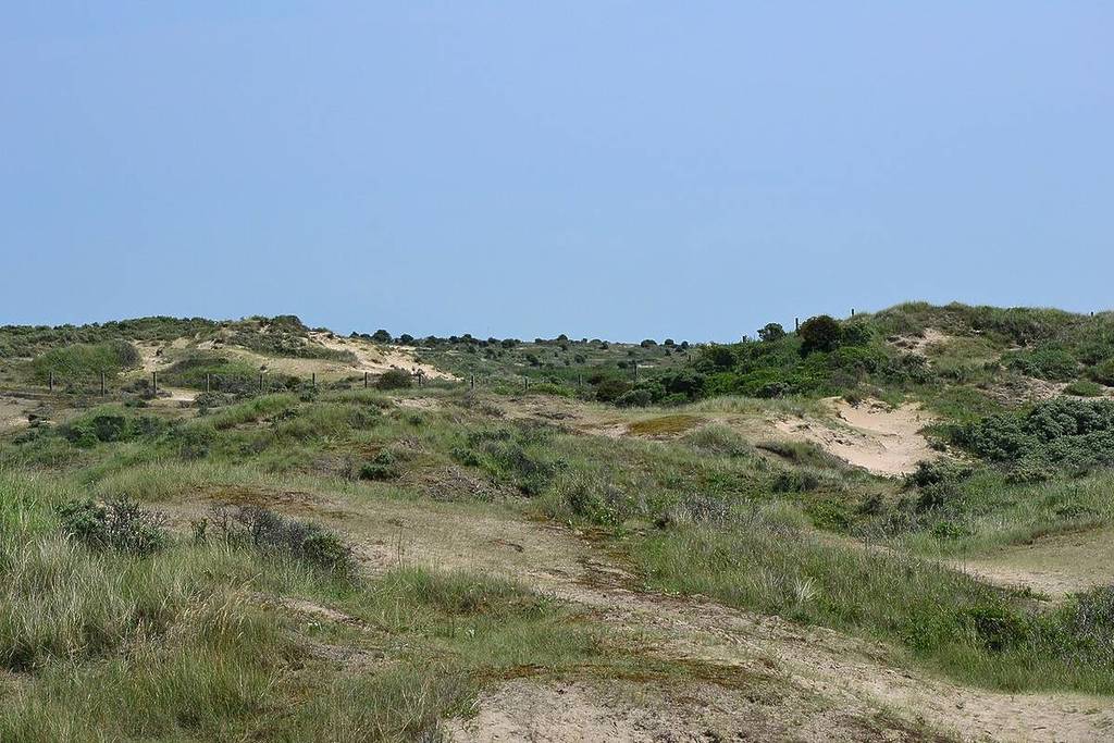Un extenso y ondulado paisaje de dunas con montículos de arena cubiertos de espiga de mar y arbustos verdes bajo un cielo azul claro y despejado.