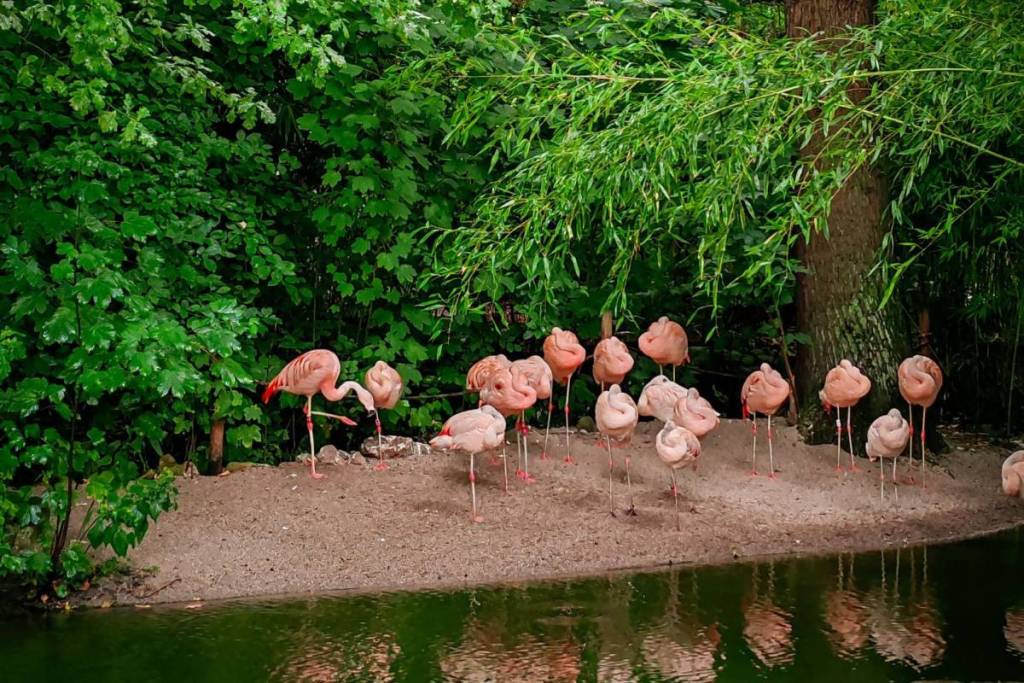 A group of pink flamingos stands on a sandbar along the water among the lush green foliage at the zoo