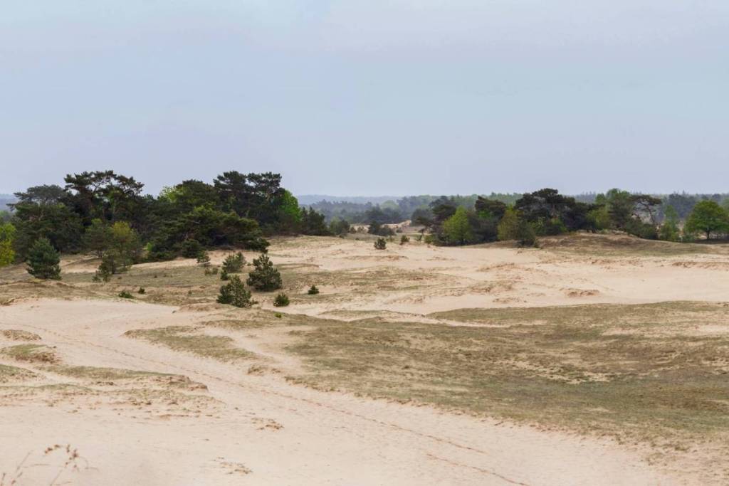 El paisaje abierto de la duna de arena de Kootwijkerzand, con dunas onduladas, matas de hierba bajas y pinos dispersos bajo un cielo nublado.